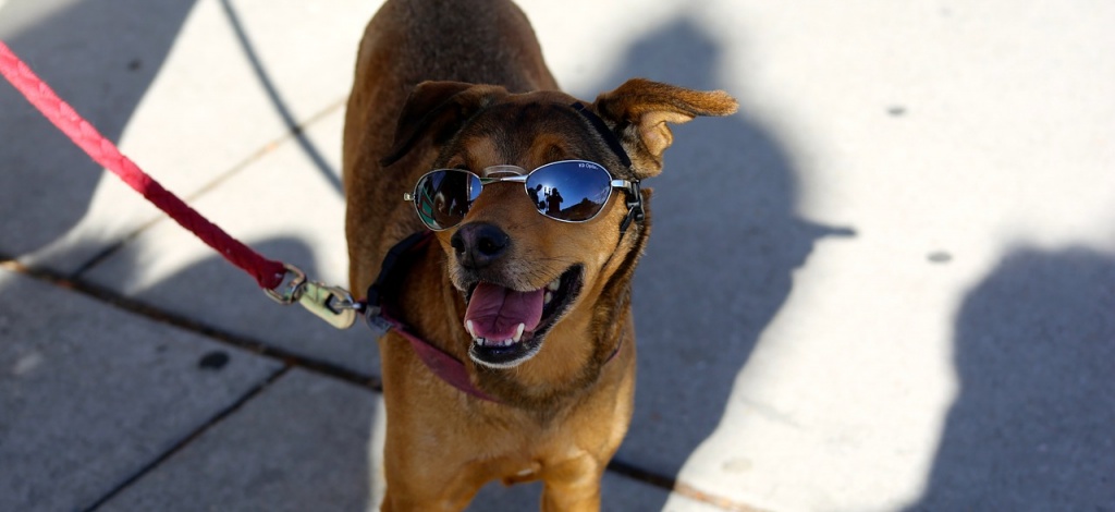 dog wearing sunglasses