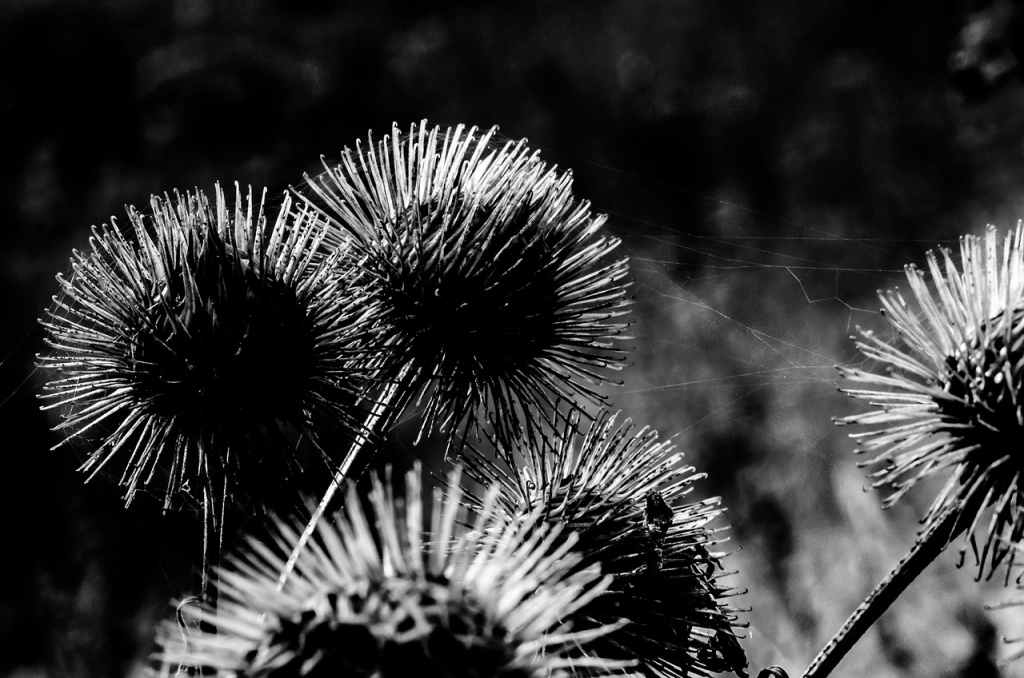 burdock