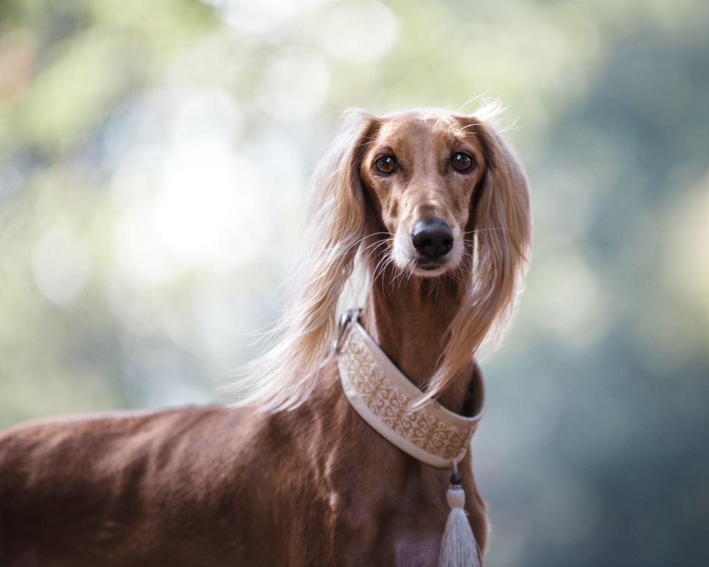 small dog wearing dog collar