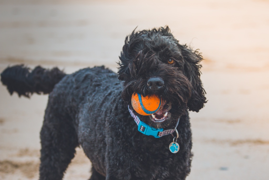 black dog wearing a nylon dog collar